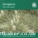 Evergreen CD Cover - 
